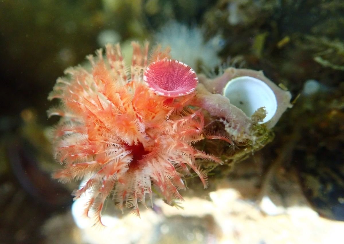 Red-trumpet Calcareous Tube Worm captured by Kathryn True
