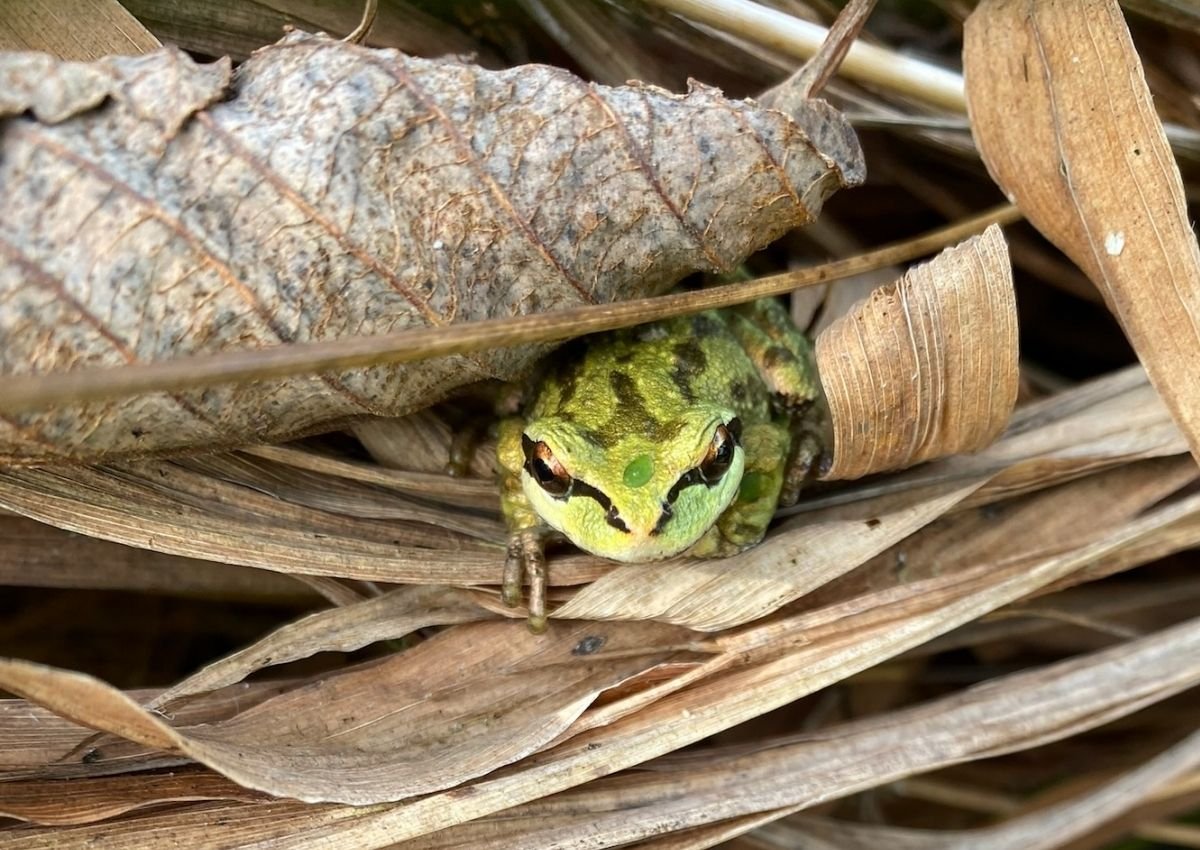 Pacific Tree Frog captured by Kathryn True