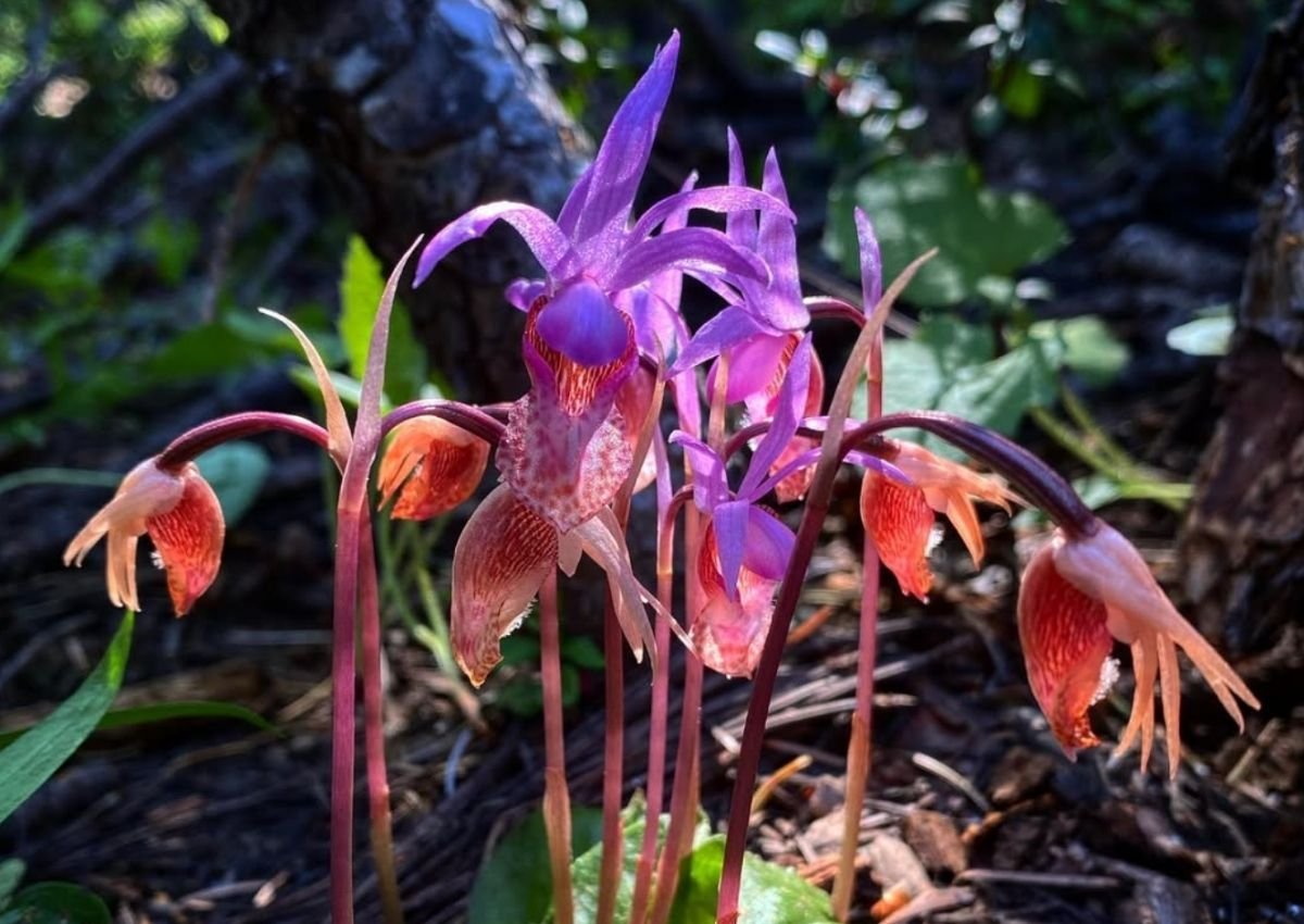 Wildflowers captured by Kathryn True