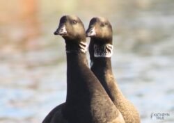 Brant <i>(Branta bernicla)</i> are dainty-looking geese with black heads set off by “pearl necklaces” — white neck rings. Flocks gather along Seattle shores in spring to gorge on sea lettuce and eelgrass before flying northward to their Arctic breeding grounds. Brant Geese captured by Kathryn True