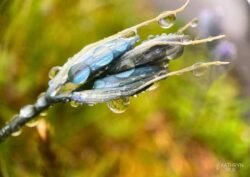 In addition to producing gorgeous flowers, camas <i>(Genus Camassia)</i> is a nutritious tuber with a sweet, nutty taste akin to a baked pear. The plant is significant to Coast Salish tribes who historically tended camas prairies with fire, weeding and other techniques. Harvesters must take caution not to confuse it with its poisonous lookalike, death camas <i>(Toxicoscordion venenosum)</i>. Camas captured by Kathryn True