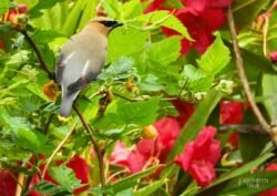 Cedar waxwings <i>(Bombycilla cedrorum)</i> are named for the unusual waxy red tips on some of their feathers. Recognized by their striking black masks, these birds throng berry bushes in fall and sometimes become intoxicated on overripe fruit. Cedar Waxwing captured by Kathryn True