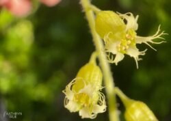 Fringecup <i>(Tellima grandiflora)</i> produces sweet-smelling flowers that attract hummingbirds. The blossoms change color from yellow-green to pink after being pollinated. Fringecup captured by Kathryn True