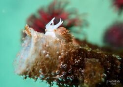 The horned nudibranch <i>(Hermissenda crassicornis)</i> is a common and striking sea slug of the Salish Sea intertidal zone. They have the unique ability to ingest the stinging cells of anemones and repurpose them for their own defense by storing them in their cerata (the tentacle-like projections on their backs). Their bright colors advertise their stinging capabilities to would-be predators. Horned Nudibranch captured by Kathryn True