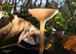 Fall rains are prime time for mushrooms, which emerge suddenly in Pacific Northwest forests as if by magic. They are the fruiting bodies of fungi’s meandering rootlike mycelia, which grow in vast underground networks. Mushroom at Sunset captured by Kathryn True