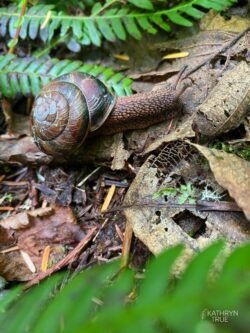 Endemic to the forests of the Pacific Coast, the Pacific sideband <i>(Monadenia fidelis)</i> is an attractive snail with an unusual mating habit. Snails are hermaphrodites, and when two sidebands decide to mate, they exchange “love darts” — shooting each other with little arrows made of calcium carbonate that carry a hormone to make the exchange more successful. Top that, cupid! Pacific Sideband Snail captured by Kathryn True