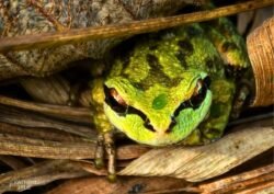Pacific tree frogs <i>(Pseudacris regilla)</i> can be distinguished from other Pacific Northwest frogs by a black line that runs from their nose to shoulder. Their sticky toe pads help them cling to smooth surfaces. Pacific Tree Frog captured by Kathryn True
