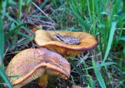 Pacific tree frogs <i>(Pseudacris regilla)</i>, also called chorus frogs, are known for the males’ raucous spring mating calls that lure females to breeding ponds. They range in color from brown to copper to green and, rarely, blue! They can change color for camouflage. Pacific Tree Frog captured by Kathryn True