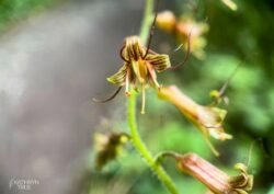 Take a closer look at the unassuming piggyback plant <i>(Tolmiea menziesii)</i> to see its intricate flowers opening in May. It’s also known as “youth-in age” because young “plantlets” form at the base of mature leaves and then drop to the ground to root. Piggyback Plant Blossom captured by Kathryn True