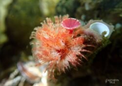 The red-trumpet calcareous tube worm <i>(Serpula columbiana)</i> has showy feather-like radioles that act as gills and help the animal sift microscopic organisms from the water for food. The trumpet-shaped element is a door (operculum) that will seal the worm safely inside its tube if it feels threatened. Red-trumpet Calcareous Tube Worm captured by Kathryn True