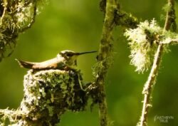 Rufous hummingbirds <i>(Selasphorus rufus)</i> migrate to the Pacific Northwest from their wintering spots in Mexico and the Gulf Coast each spring. This 3,900-mile journey is the longest for a bird of this size — they weigh less than a nickel! This female is keeping hatchlings warm on a nest woven of plant fibers, moss and spider silk. Rufous Hummingbird captured by Kathryn True