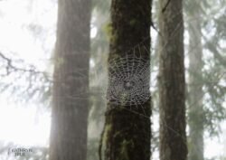 Orb web spiders weave curtains of beauty every fall, their handiwork marvelously visible on foggy mornings when dew outlines their intricate webs. Spider Web captured by Kathryn True