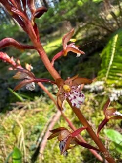 Spotted coralroots <i>(Corallorhiza maculata)</i> look too exotic to thrive in Pacific Northwest forests. These delicate orchids lack chlorophyll and are myco-heterotrophs, plants that side-step traditional photosynthesis to draw all their nutrients from the mycelia of certain fungi. So, they are quite at home in our mossy woods. Spotted Coralroot Orchid captured by Kathryn True