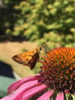 Summer has truly arrived when woodland skippers <i>(Ochlodes sylvanoides)</i> dart around the garden. Aptly named for a bouncy flight pattern, skipper butterflies rest with their wings open — looking a bit like tiny paper airplanes. Woodland Skipper captured by Kathryn True