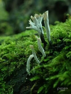 Candle snuff fungus <i>(Xylaria hypoxylon)</i> is also known as carbon antlers for its branching growth pattern. These saprophytic fungi play a key role in the forest ecosystem by decomposing dead wood. If you flick them gently with your finger, the spores release in a powdery cloud. Candle Snuff Fungus captured by Kathryn True