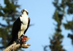 Osprey <i>(Pandion haliaetus)</i>, formerly known as fish hawks, are our only local raptors that dine mainly on fish. They spend the winter months in Mexico and Central and South America and return to PNW shores in early April, when you can watch them make dramatic dives for their slippery prey. Osprey captured by Kathryn True